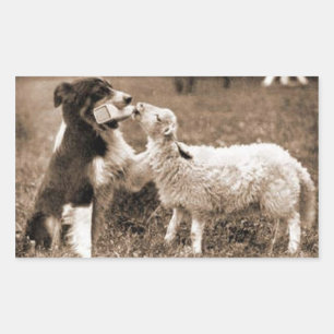 Sticker Rectangulaire "Bordure Collie et agneau"~Sticker