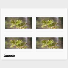 Sticker Rectangulaire Branche d'érable vert mignon avec petits feuilles