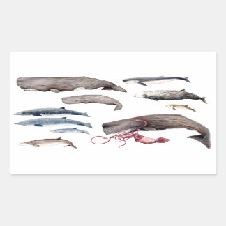 Sticker Rectangulaire Cachalot et zifios : Baleines des profondeurs