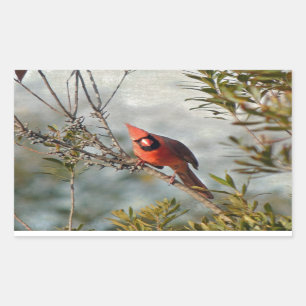 Sticker Rectangulaire Cardinal de Wax Myrtle