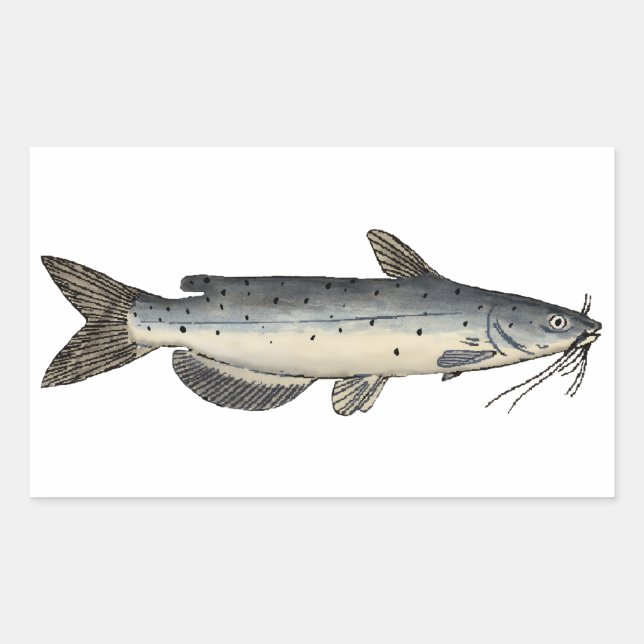 Sticker Rectangulaire Catfish (juvénile) (Devant)