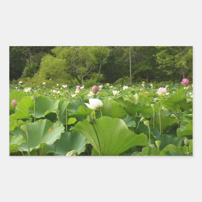 Sticker Rectangulaire Champ de fleurs de Lotus Jardin d'été (Devant)