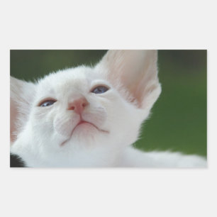 Sticker Rectangulaire chaton siamois