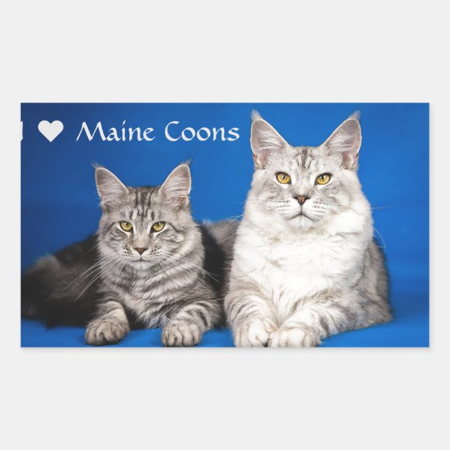 Sticker Rectangulaire Chats Maine Coons (Devant)