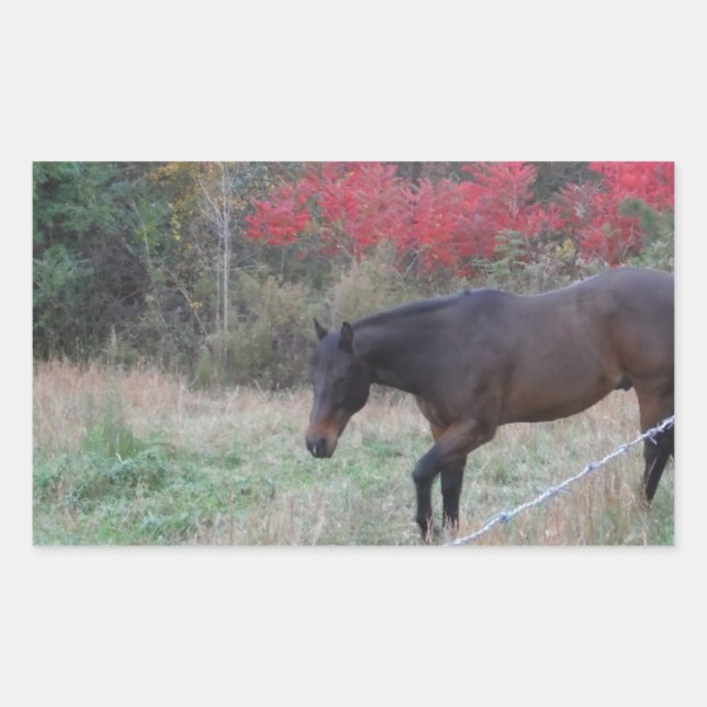 Sticker Rectangulaire Cheval Brown dans les arbres d'automne rouges (Devant)
