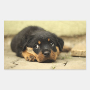 Sticker Rectangulaire Chien à chiot