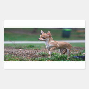 Sticker Rectangulaire Chihuahua Puppy
