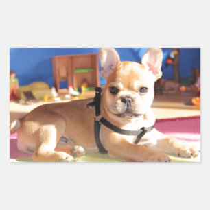 Sticker Rectangulaire Chiot Bouledogue Français French Bulldog