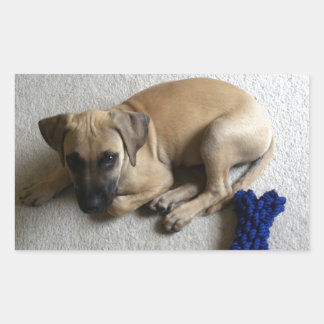Sticker Rectangulaire Chiot cur à bouche noire avec jouet bleu
