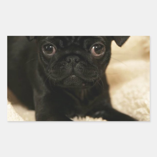 Sticker Rectangulaire Chiot de Carlin noir (Devant)