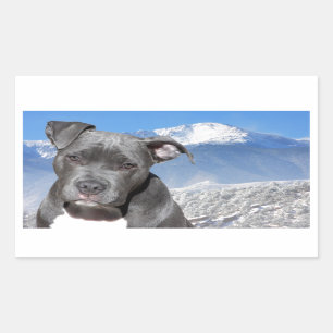 Sticker Rectangulaire Chiot de Pitbull Terrier d'Américain