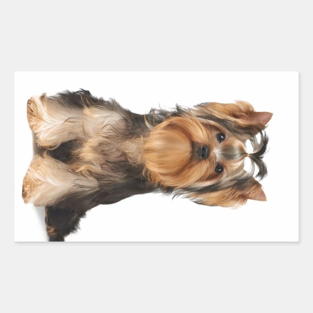 Sticker Rectangulaire Chiot du Yorkshire Terrier (Devant)