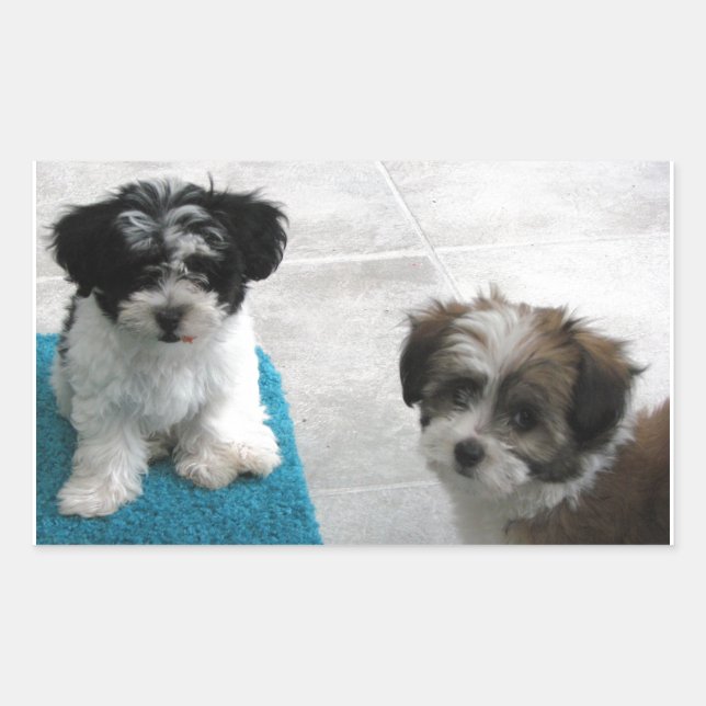 Sticker Rectangulaire Chiots Secourus Havanais Noir Blanc Gris (Devant)