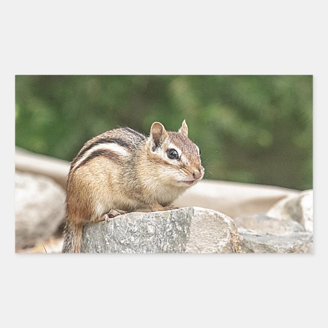 Sticker Rectangulaire Chipmunk sur un rocher (Devant)