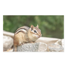 Chipmunk sur un rocher