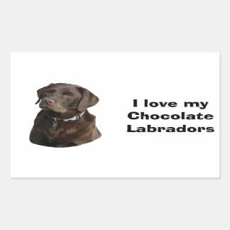 Sticker Rectangulaire Chocolate Labrador dog photo