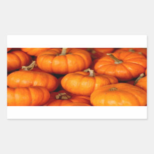 Sticker Rectangulaire Citrouilles