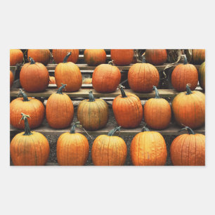 Sticker Rectangulaire Citrouilles d'automne