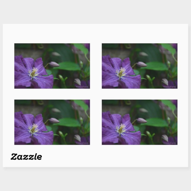 Sticker Rectangulaire Clematis pourpre (Feuille)