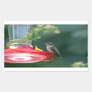 Sticker Rectangulaire Colibri perché