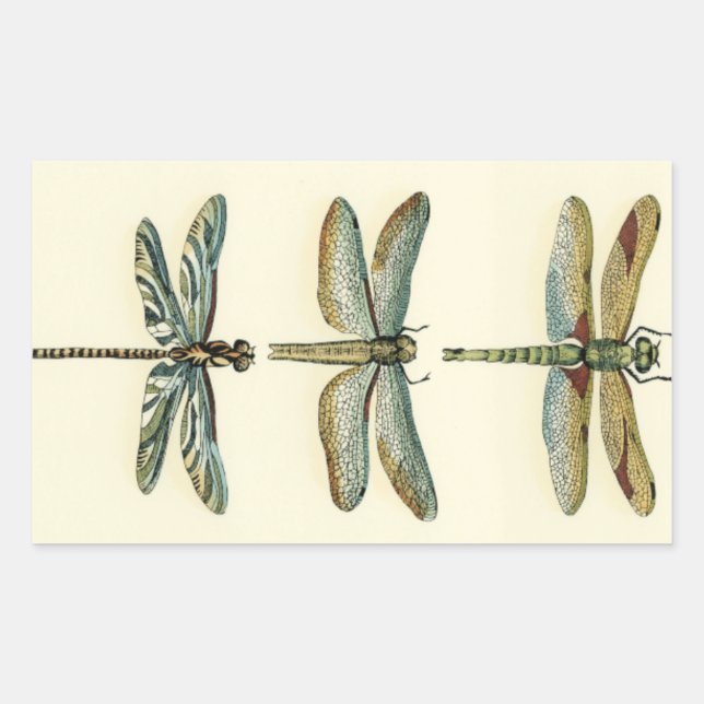 Sticker Rectangulaire Collection de libellules par Chariklia Zarris (Devant)