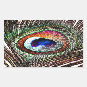 Sticker Rectangulaire Colorful Copper Peacock Feather