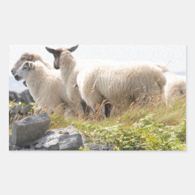 Sticker Rectangulaire Conception risquée - Moutons dans un champ (Devant)