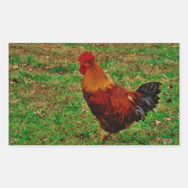 Sticker Rectangulaire Coq dans le triage (Devant)