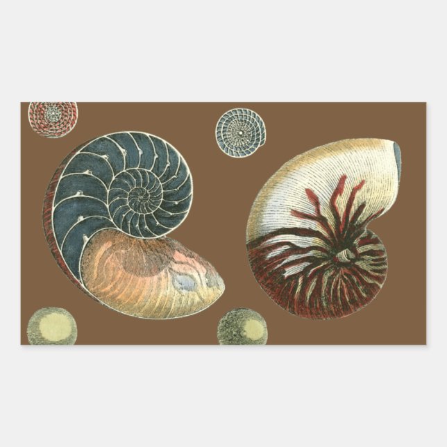 Sticker Rectangulaire Coque de cacao (Devant)