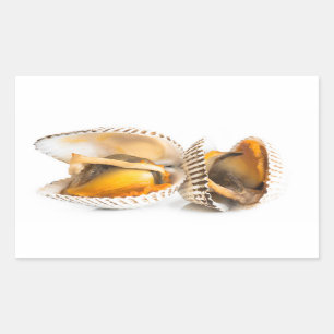 Sticker Rectangulaire Coquille