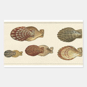 Sticker Rectangulaire Coquilles antiques craquelées