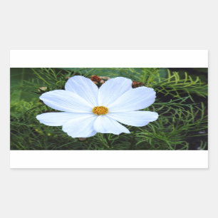 Sticker Rectangulaire Cosmos blanc