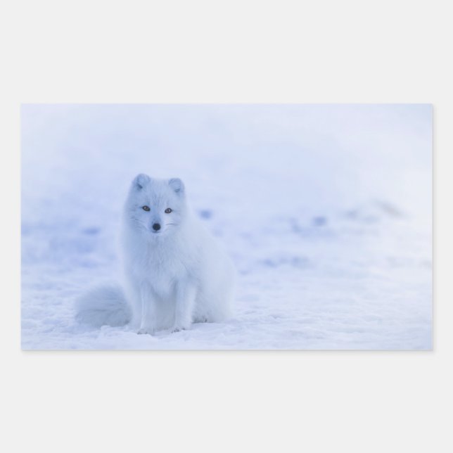 Sticker Rectangulaire Cute Arctic Fox sur Snowy Winter Arrière - plan (Devant)