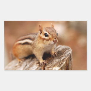 Sticker Rectangulaire Cute Chipmunk en attente