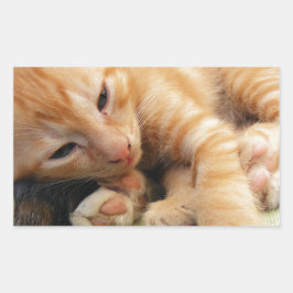 Sticker Rectangulaire Cute Tiger Stripe Kitten