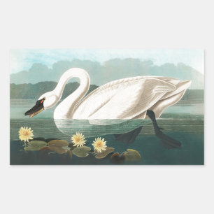 Sticker Rectangulaire cygne audubon cygnes d'eau blanche