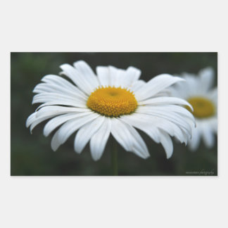 Sticker Rectangulaire Daisy - Face vers le haut