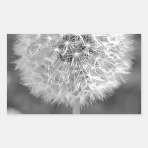 Sticker Rectangulaire Dandelion est parti à semence