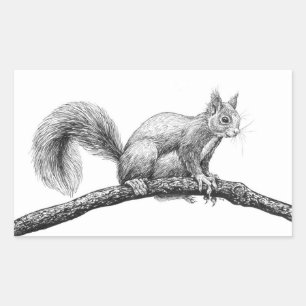 Sticker Rectangulaire Dessin d'écureuil
