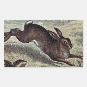 Sticker Rectangulaire Dessin vintage : exécution du lièvre dans un champ