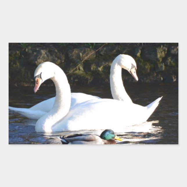 Sticker Rectangulaire Deux Cygnes Et Un Canard (Devant)