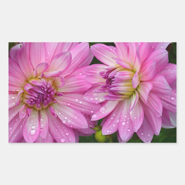 Sticker Rectangulaire Deux fleurs dahlia roses (Devant)