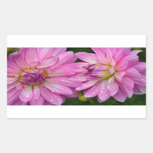 Sticker Rectangulaire Deux fleurs dahlia roses