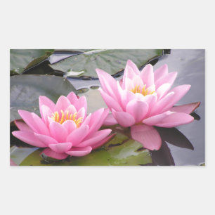 Sticker Rectangulaire Deux nénuphars roses sauvages dans un étang
