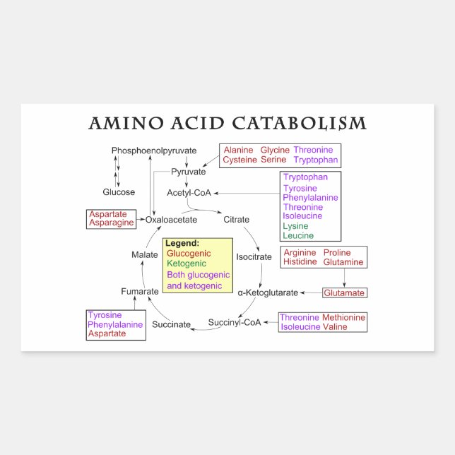 Sticker Rectangulaire Diagramme de catabolisme d'acide aminé (Devant)