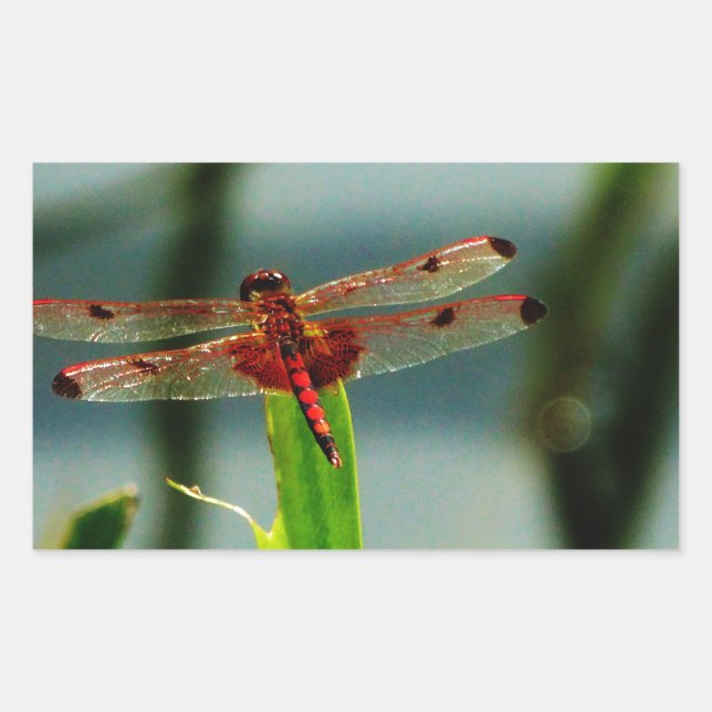 Sticker Rectangulaire Dragonfly rouge et noire tachetée (Devant)