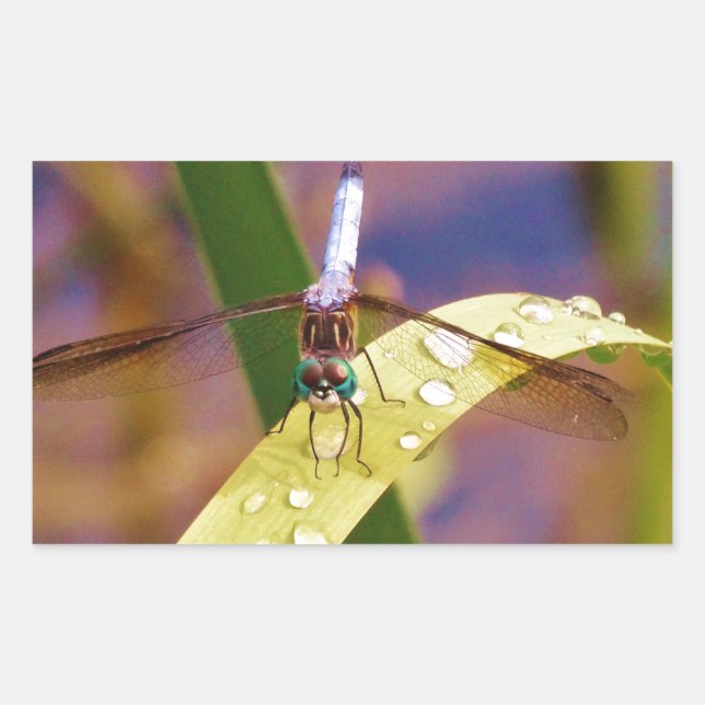 Sticker Rectangulaire Dragonfly sur la feuille de pluie (Devant)