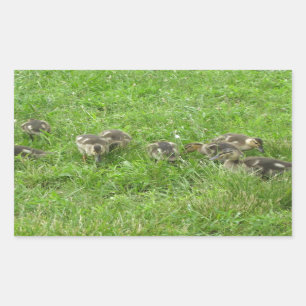 Sticker Rectangulaire Duckies dans l'herbe