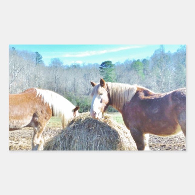 Sticker Rectangulaire Ébauche secourue Chevaux mangeant foin (Devant)