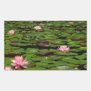 Sticker Rectangulaire Etang de fleurs de lys d'eau rose